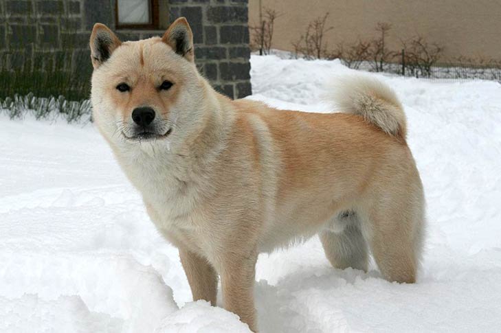 Hokkaido Dogs
